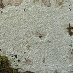 Phlyctis boliviensis