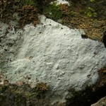 Phlyctis petraea