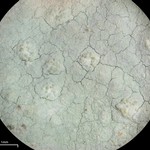 Phlyctis petraea