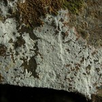 Phlyctis petraea