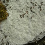 Phlyctis petraea