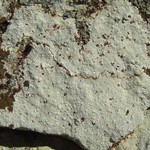 Phlyctis petraea