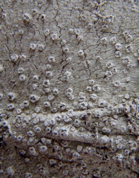 Phlyctis speirea