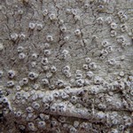 Phlyctis speirea