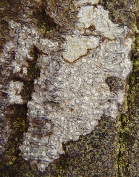 Phlyctis speirea