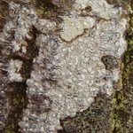 Phlyctis speirea