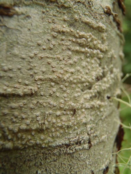 Phlyctis speirea
