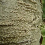 Phlyctis speirea