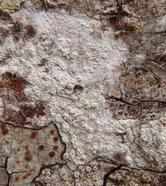 Phlyctis speirea