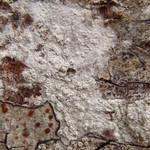 Phlyctis speirea