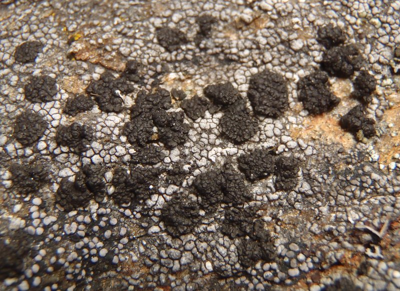 Phylliscum demangeonii