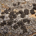 Phylliscum demangeonii