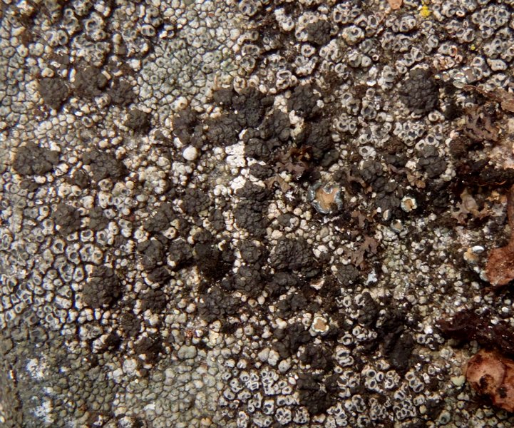 Phylliscum demangeonii