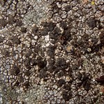 Phylliscum demangeonii