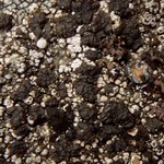 Phylliscum demangeonii