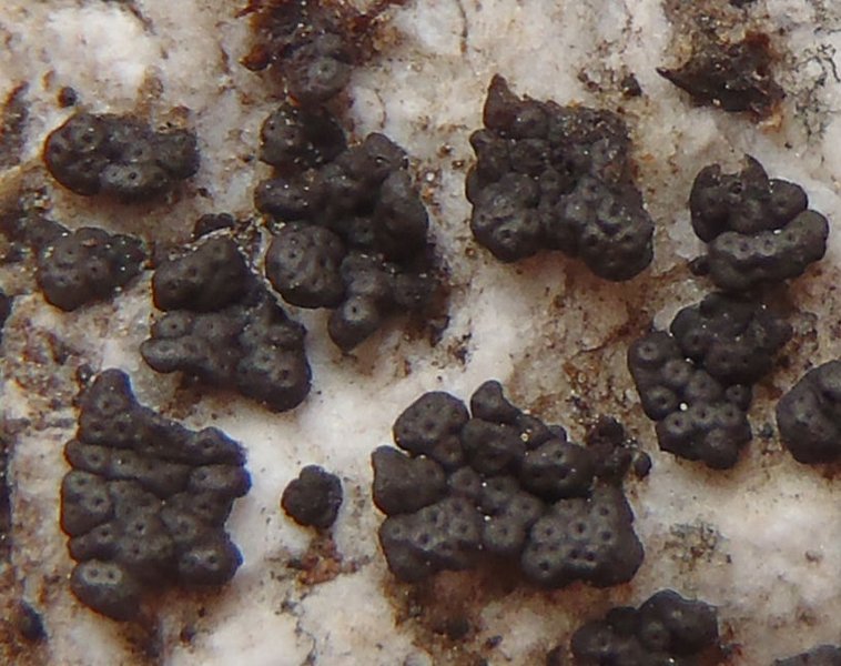 Phylliscum demangeonii