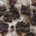 Phylliscum demangeonii