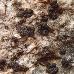 Phylliscum demangeonii