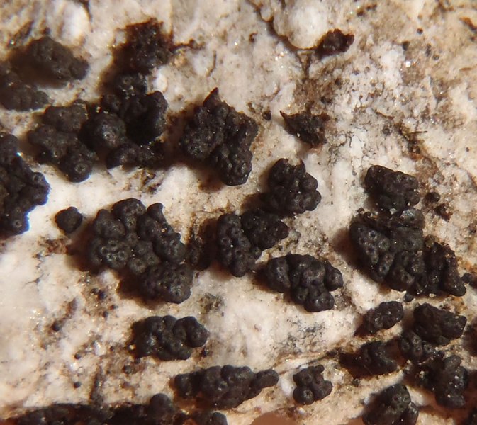 Phylliscum demangeonii