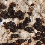 Phylliscum demangeonii