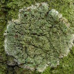 Phyllopsora confusa