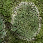 Phyllopsora confusa