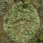 Phyllopsora confusa