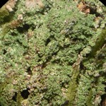 Phyllopsora confusa