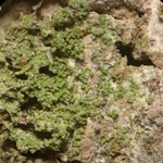 Phyllopsora confusa