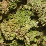Phyllopsora confusa