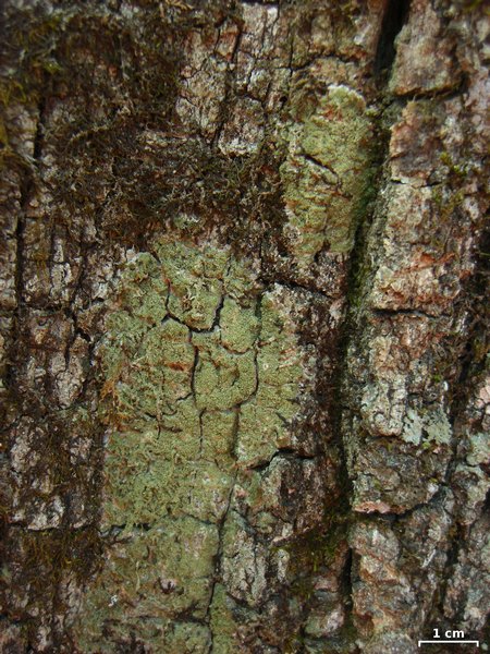 Phyllopsora corallina var. corallina