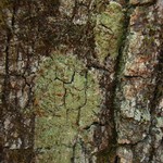 Phyllopsora corallina var. corallina