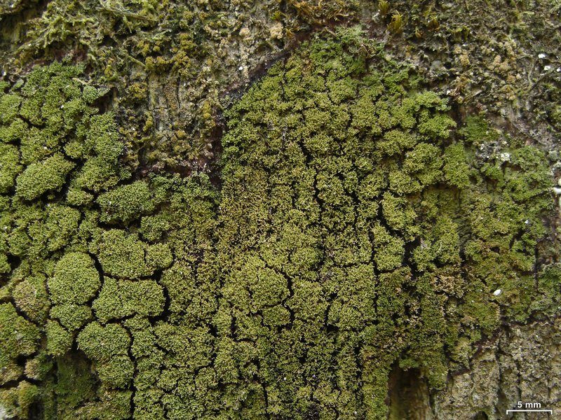 Phyllopsora furfuracea
