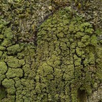 Phyllopsora furfuracea