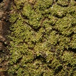 Phyllopsora furfuracea