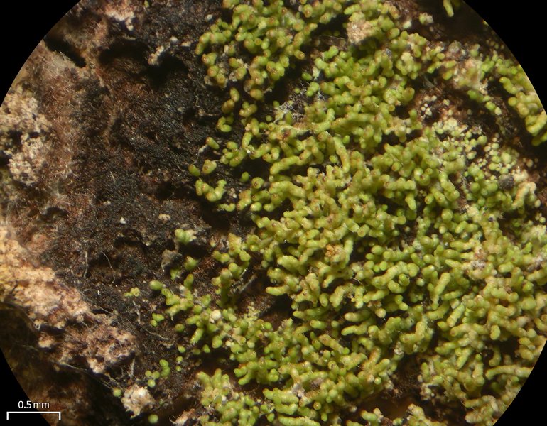 Phyllopsora furfuracea