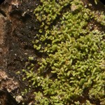 Phyllopsora furfuracea