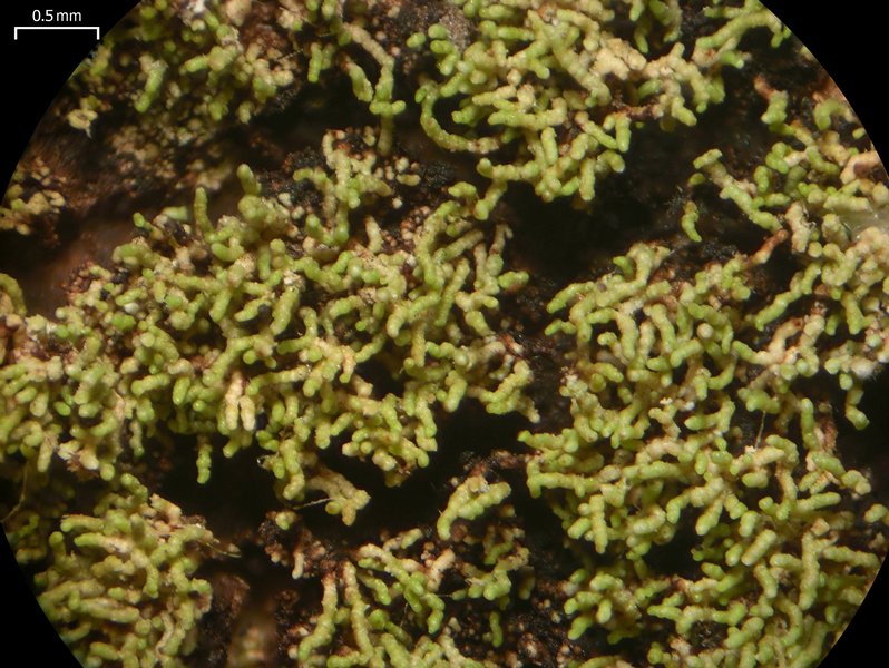 Phyllopsora furfuracea