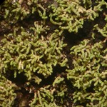 Phyllopsora furfuracea