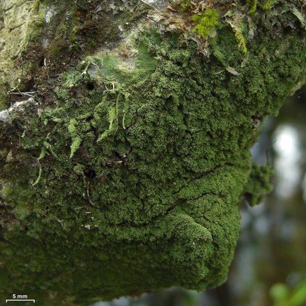 Phyllopsora isidiotyla