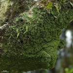 Phyllopsora isidiotyla