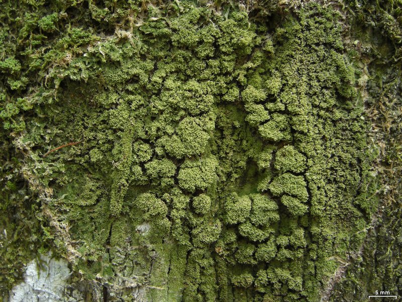 Phyllopsora isidiotyla