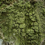 Phyllopsora isidiotyla