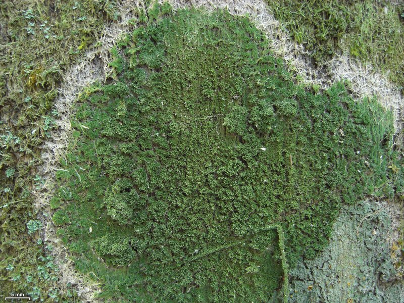 Phyllopsora isidiotyla