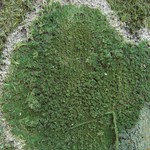 Phyllopsora isidiotyla