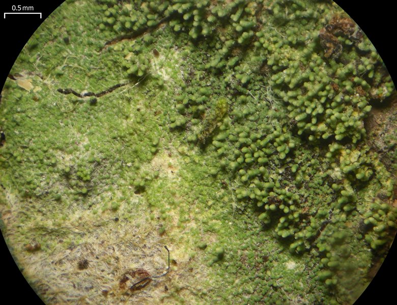 Phyllopsora isidiotyla