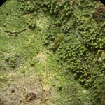 Phyllopsora isidiotyla