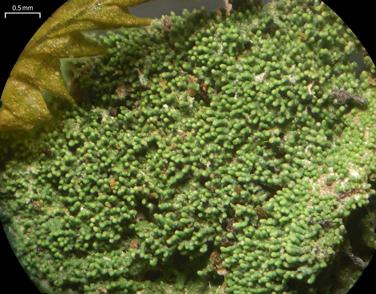 Phyllopsora isidiotyla