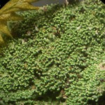Phyllopsora isidiotyla