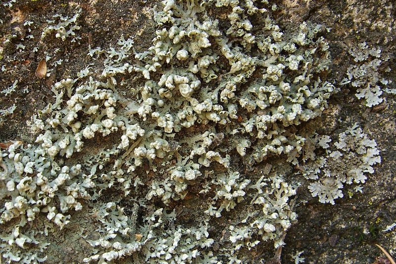 Physcia adscendens